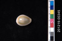 藏品(金環寶螺)的圖片