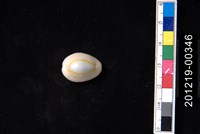 藏品(金環寶螺)的圖片