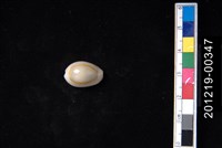 藏品(金環寶螺)的圖片