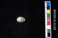 藏品(金環寶螺)的圖片