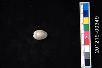 藏品(金環寶螺)的圖片