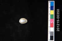 藏品(金環寶螺)的圖片