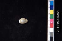 藏品(金環寶螺)的圖片