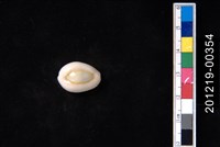 藏品(環礁寶螺)的圖片