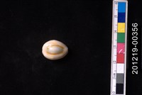 藏品(環礁寶螺)的圖片