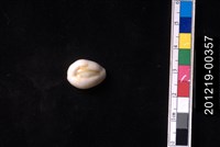 藏品(環礁寶螺)的圖片