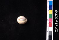 藏品(環礁寶螺)的圖片