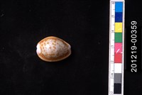 藏品(紅花寶螺)的圖片