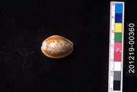 藏品(紅花寶螺)的圖片