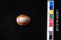 藏品(紅花寶螺)的圖片