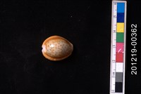 藏品(紅花寶螺)的圖片