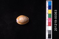 藏品(紅花寶螺)的圖片