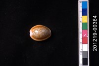 藏品(紅花寶螺)的圖片