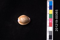 藏品(紅花寶螺)的圖片