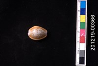 藏品(紅花寶螺)的圖片