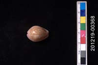 藏品(紫花寶螺)的圖片