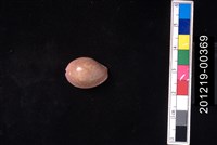 藏品(紫花寶螺)的圖片