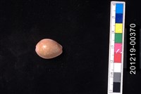 藏品(紫花寶螺)的圖片