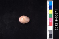 藏品(紫花寶螺)的圖片