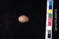 藏品(紫花寶螺)的圖片