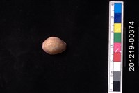 藏品(紫花寶螺)的圖片