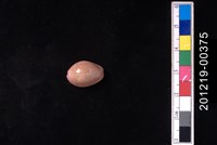 藏品(紫花寶螺)的圖片