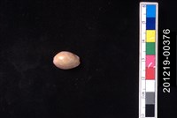 藏品(紫花寶螺)的圖片