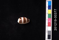 藏品(浮標寶螺)的圖片