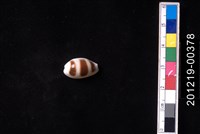 藏品(浮標寶螺)的圖片