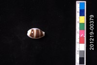 藏品(浮標寶螺)的圖片