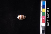 藏品(浮標寶螺)的圖片