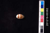 藏品(浮標寶螺)的圖片