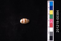 藏品(浮標寶螺)的圖片