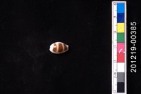 藏品(浮標寶螺)的圖片