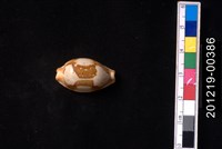 藏品(塊斑寶螺)的圖片