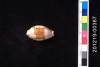 藏品(塊斑寶螺)的圖片