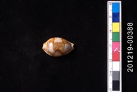 藏品(塊斑寶螺)的圖片