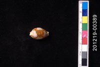 藏品(塊斑寶螺)的圖片