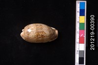 藏品(瓦氏寶螺)的圖片