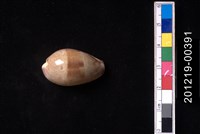 藏品(瓦氏寶螺)的圖片