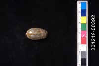 藏品(花貓寶螺)的圖片