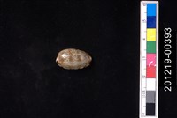 藏品(花貓寶螺)的圖片