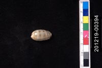 藏品(花貓寶螺)的圖片