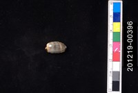 藏品(花貓寶螺)的圖片