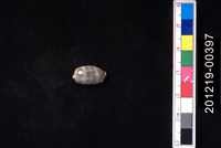 藏品(花貓寶螺)的圖片