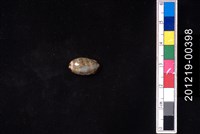 藏品(花貓寶螺)的圖片