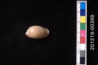 藏品(梨皮寶螺)的圖片