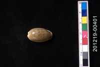 藏品(段帶寶螺)的圖片