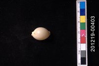 藏品(繡珠寶螺)的圖片