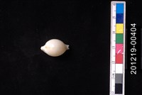 藏品(繡珠寶螺)的圖片